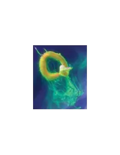 Ancient Pasture Matriosca Tondo Eva Baits  2