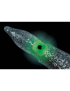 Lineaeffe Octopus Trasparente con Occhi Luminosi Cond'fezione da 5 pz Esche Artificiali Lineaeffe 2