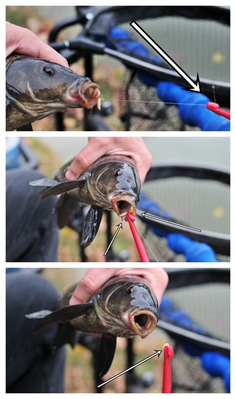 come slamare un pesce