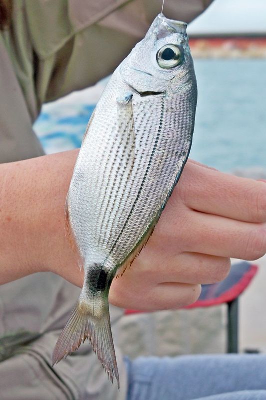 La pesca alla bolognese in mare