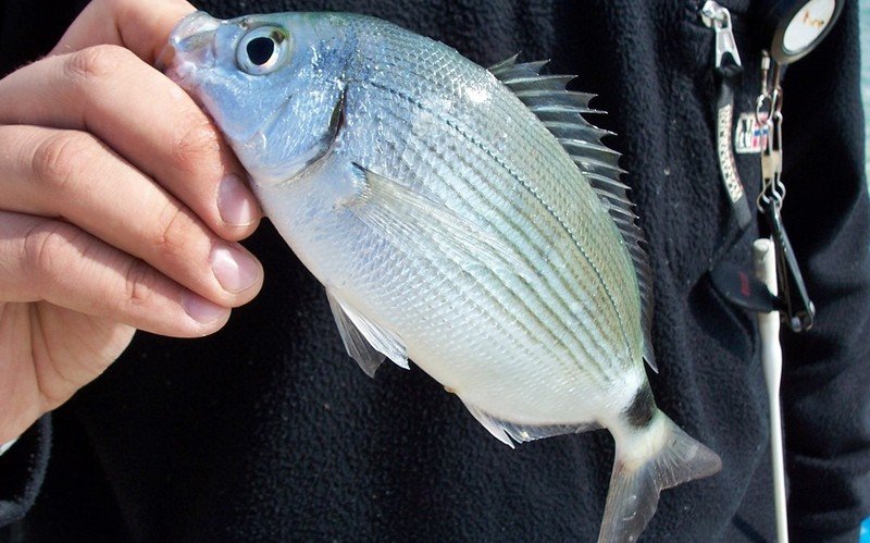 La pesca dell'occhiata con la tecnica della bolognese