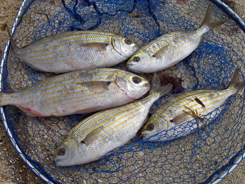 pesca alla salpa
