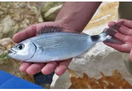 Pesca a bolognese in mare: i migliori galleggianti per l'occhiata