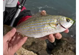 Pesca alla Salpa: trucchi e segreti su come pescarla