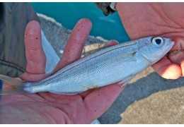 Pesca all'inglese: consigli e l'attrezzatura migliore