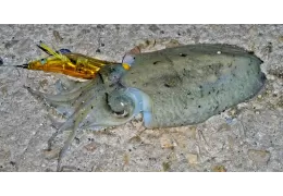 Quando pescare totani, seppie e calamari