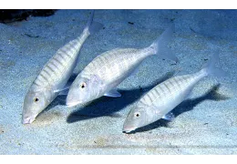 Pesca alla mormora: guida per appassionati